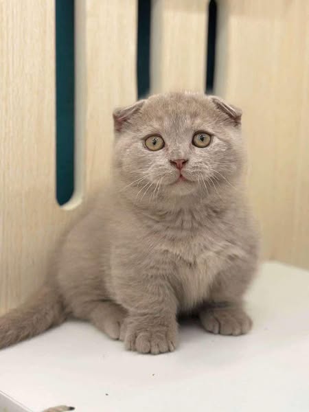 Munchkin Fold