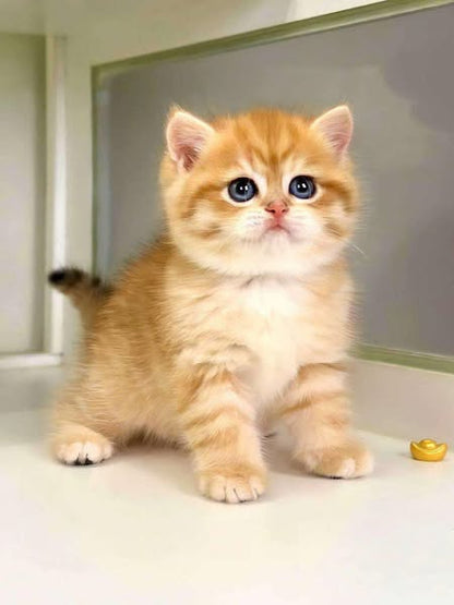 British Shorthair