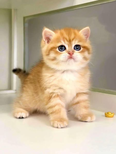 British Shorthair