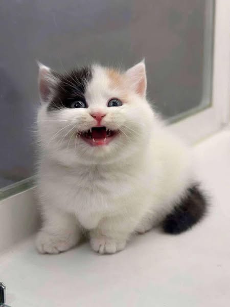 Munchkin