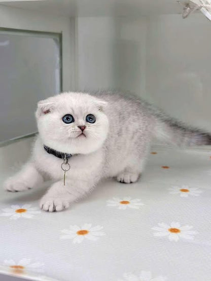 Scottish Fold