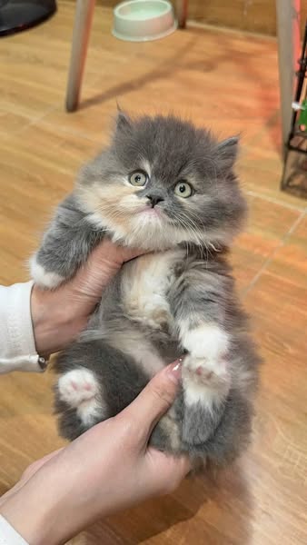 Munchkin Longhair