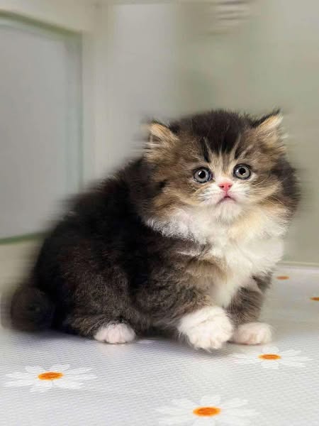 British Longhair