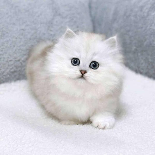 Munchkin Longhair