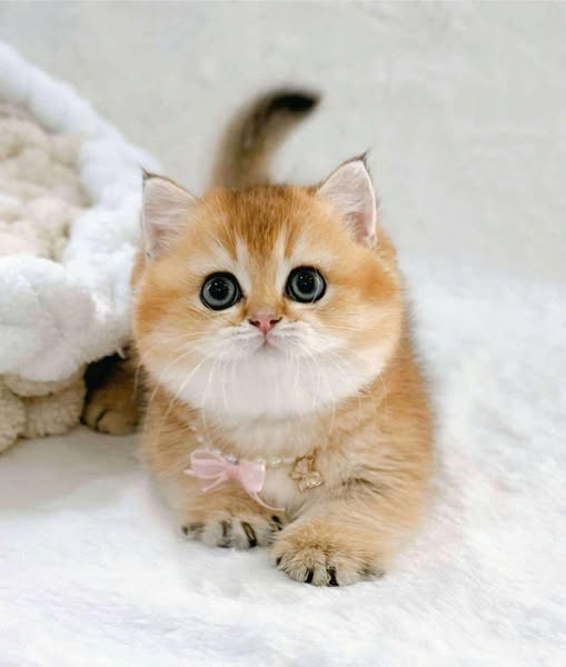 Munchkin
