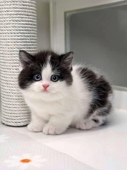 Munchkin