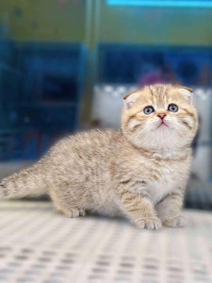 Scottish Fold