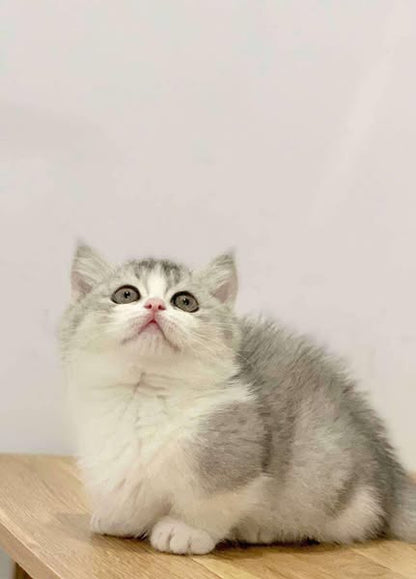 Munchkin