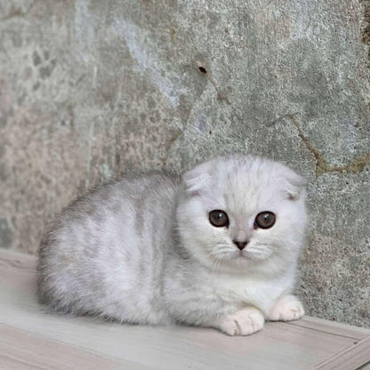 Munchkin Fold