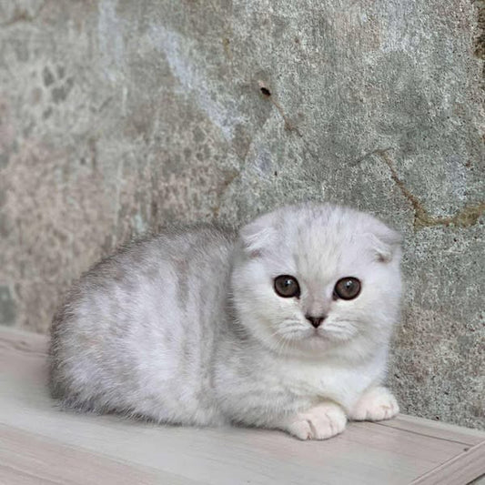 Munchkin Fold