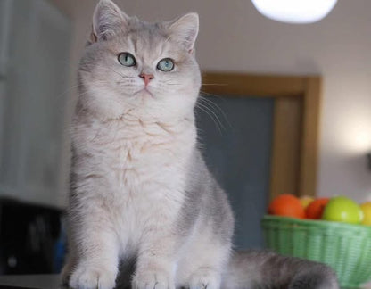 British Shorthair