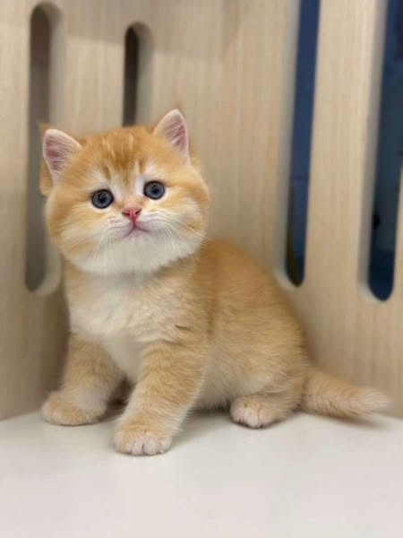British Shorthair