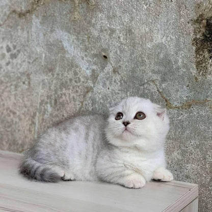 Munchkin Fold