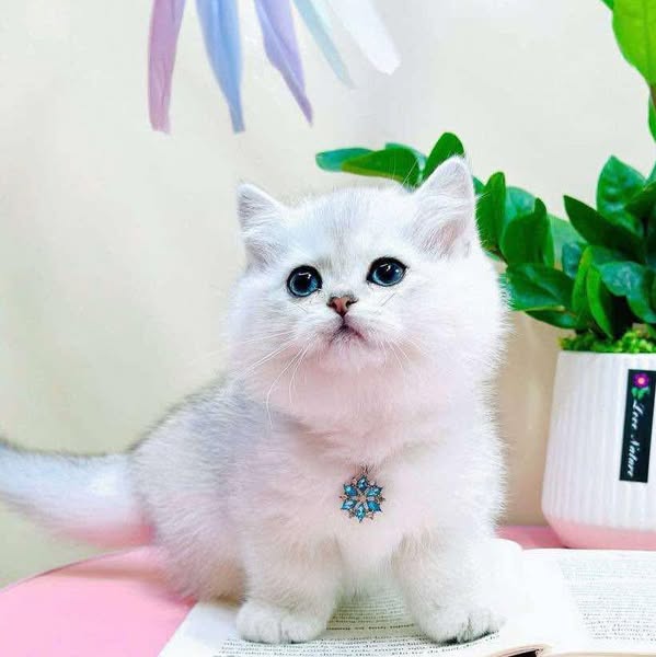 Munchkin