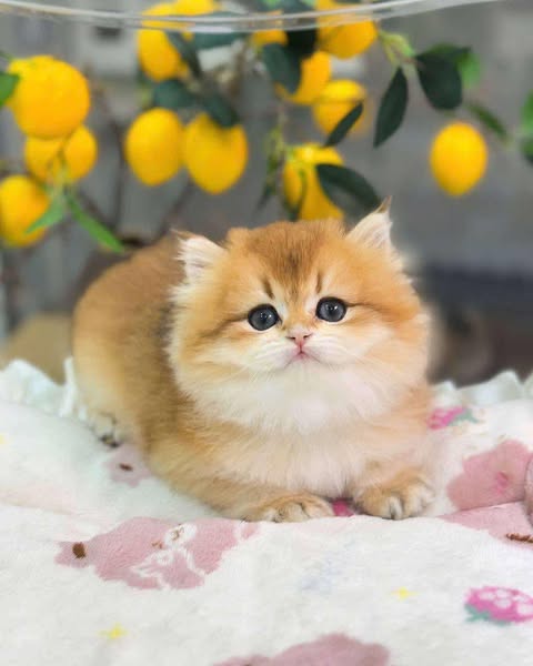 British Longhair
