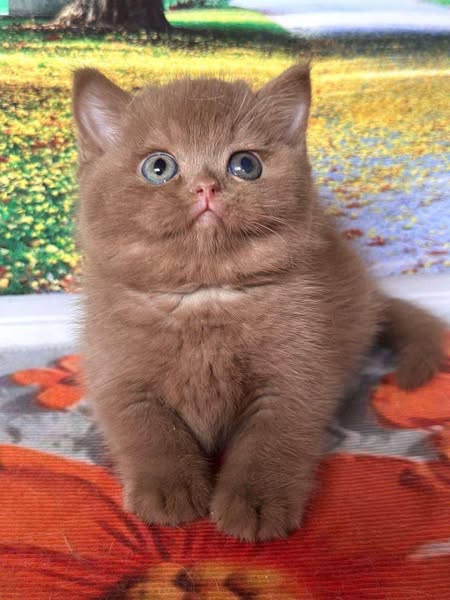 British Shorthair
