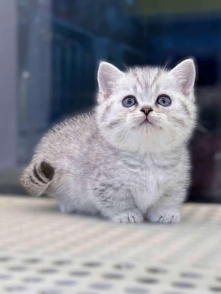 Munchkin