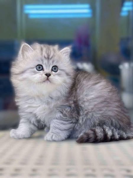 British Longhair