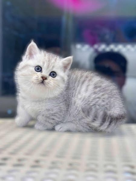 Munchkin