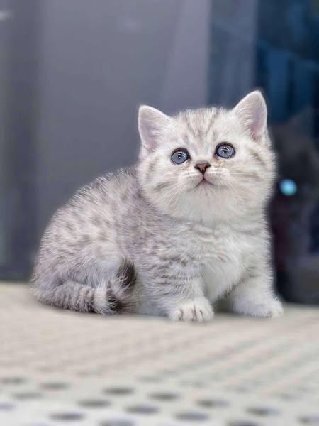 Munchkin