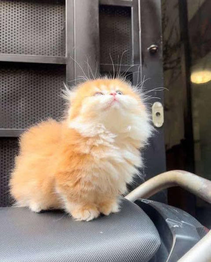 Munchkin Fold Longhair