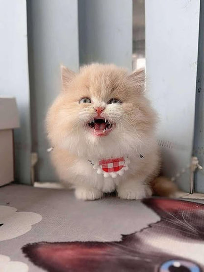 Munchkin Longhair