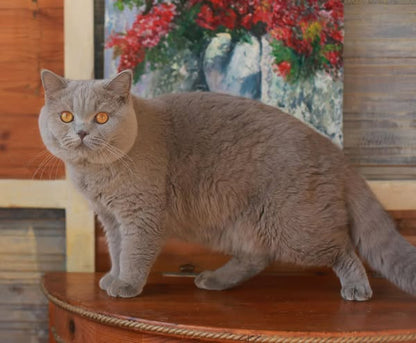 British Shorthair