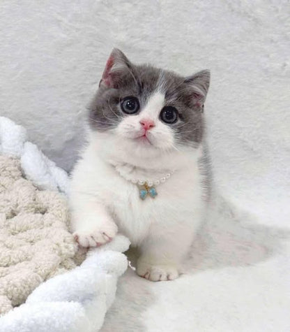 Munchkin