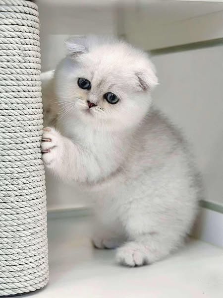 Scottish Fold