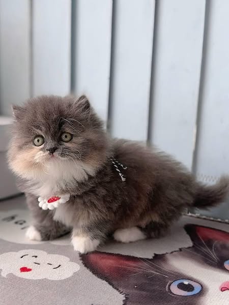 Munchkin Longhair