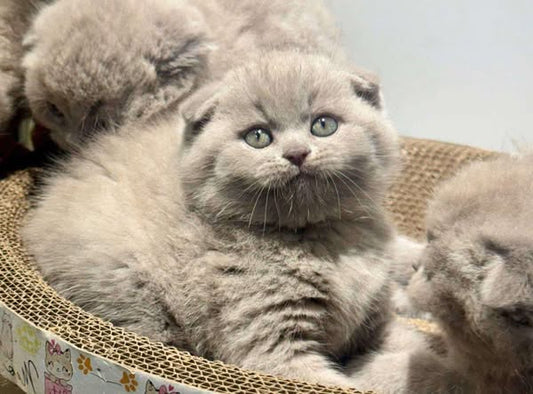 Scottish Fold