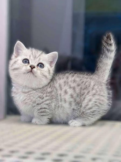 Munchkin