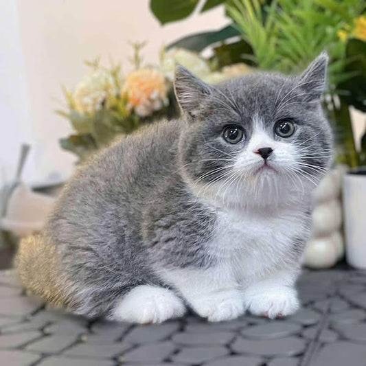 Munchkin