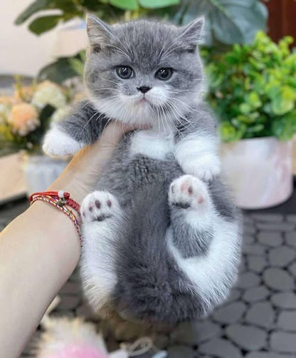 Munchkin