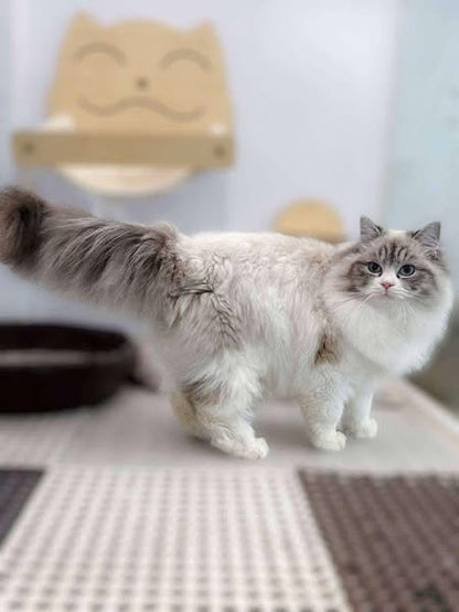 Ragdoll