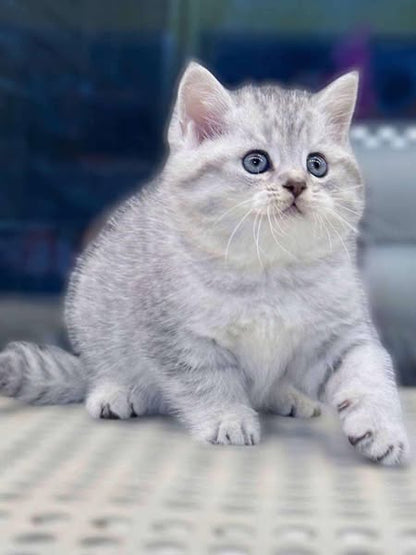 British Shorthair