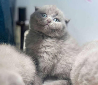 Scottish Fold