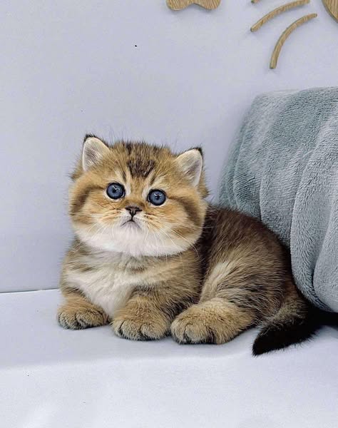 Munchkin