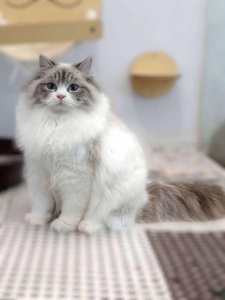 Ragdoll