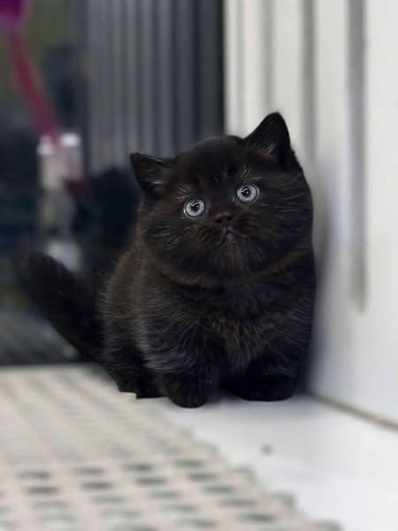 Munchkin