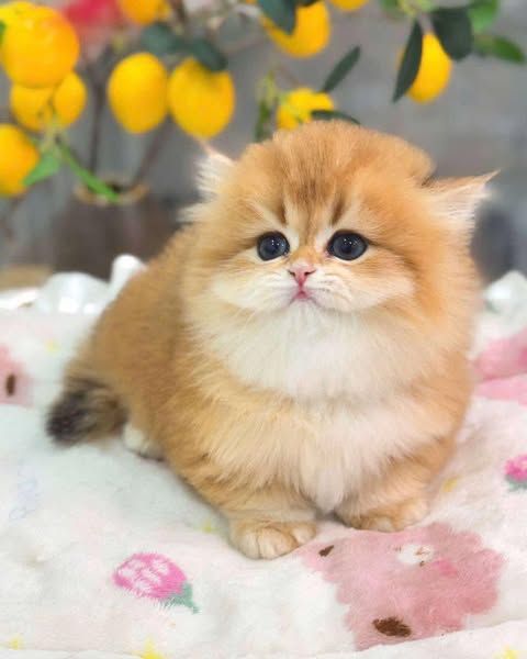 Munchkin Longhair