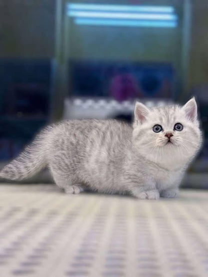 Munchkin