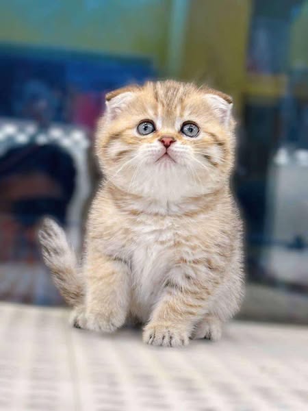 Scottish Fold
