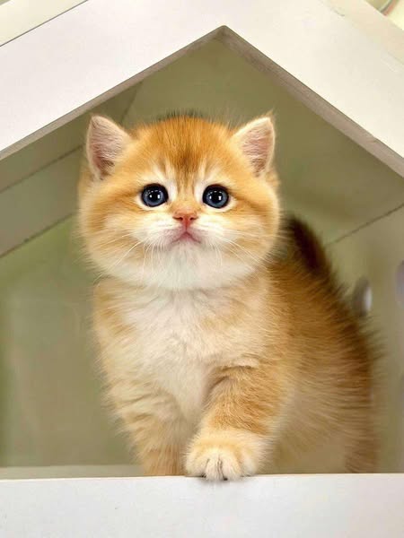 British Shorthair