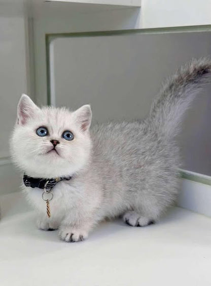 Munchkin