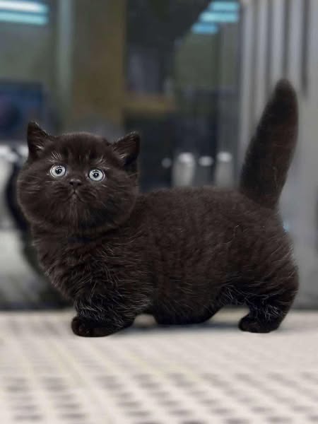 Munchkin