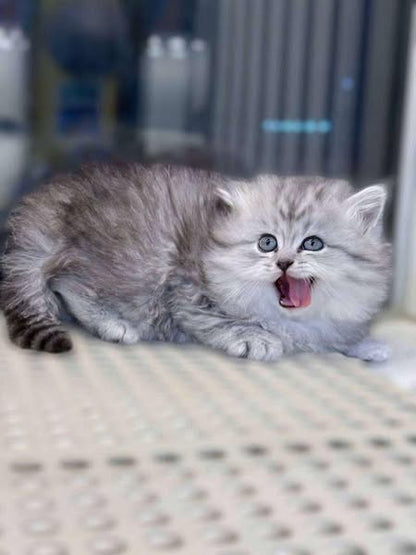 British Longhair
