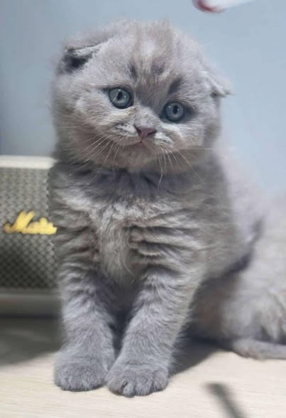 Scottish Fold