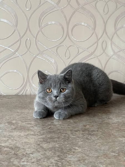 British Shorthair