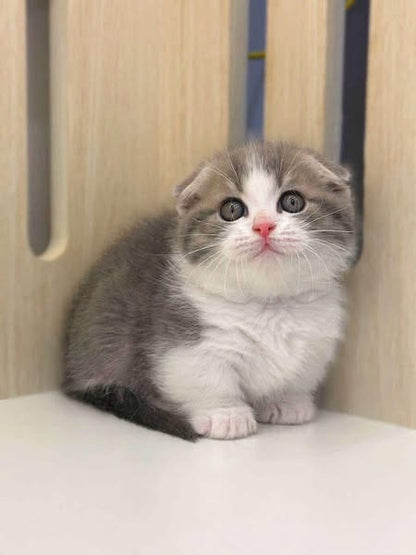 Munchkin Fold